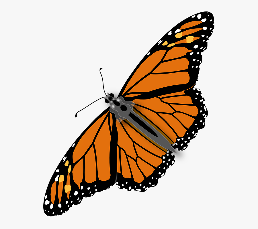 Should We Eat Bugs - Transparent Background Butterfly Gif, Transparent Clipart
