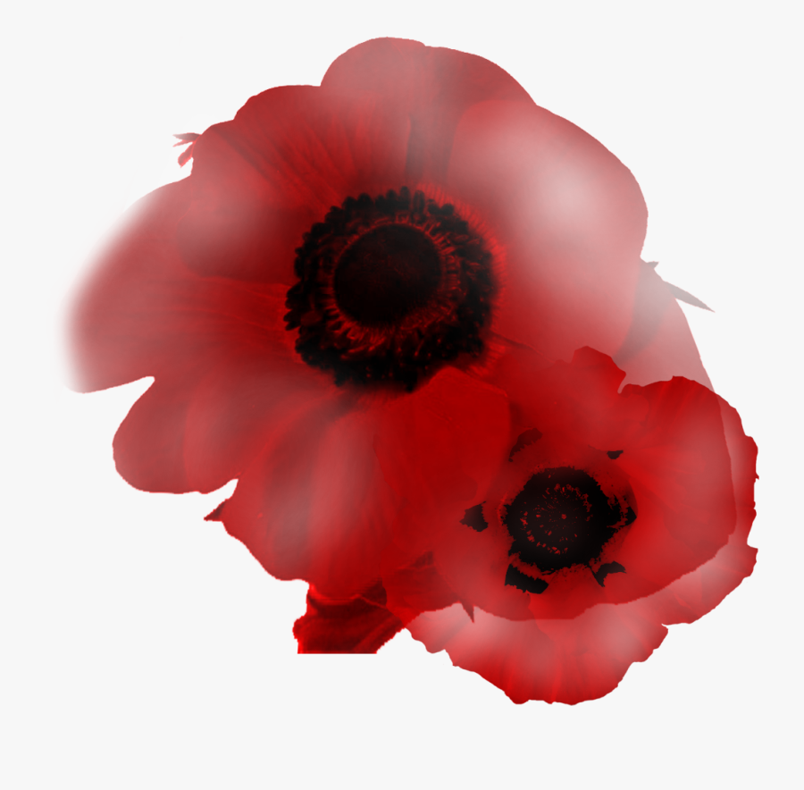 Corn Poppy, Transparent Clipart