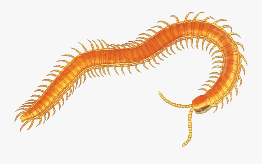 Clipart - Centipede Clipart, Transparent Clipart