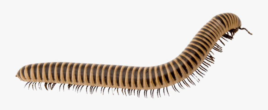 Light Brown Millipede - Millipede Png , Free Transparent Clipart