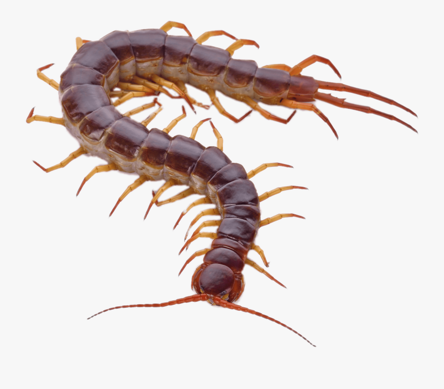 Brown Centipede With Orange Legs - Centipede White Background, Transparent Clipart