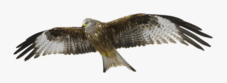 Red Kite, Red Milan, Milan - Red Kite No Background, Transparent Clipart