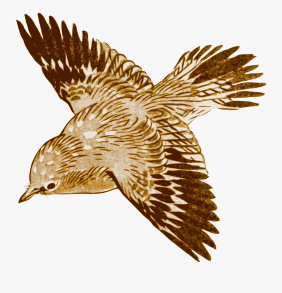 Clipart Kite Bird - Drawing Painting Birds, Transparent Clipart