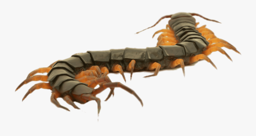 Close Up Of A Brown Centipede - Centipede Clipart, Transparent Clipart