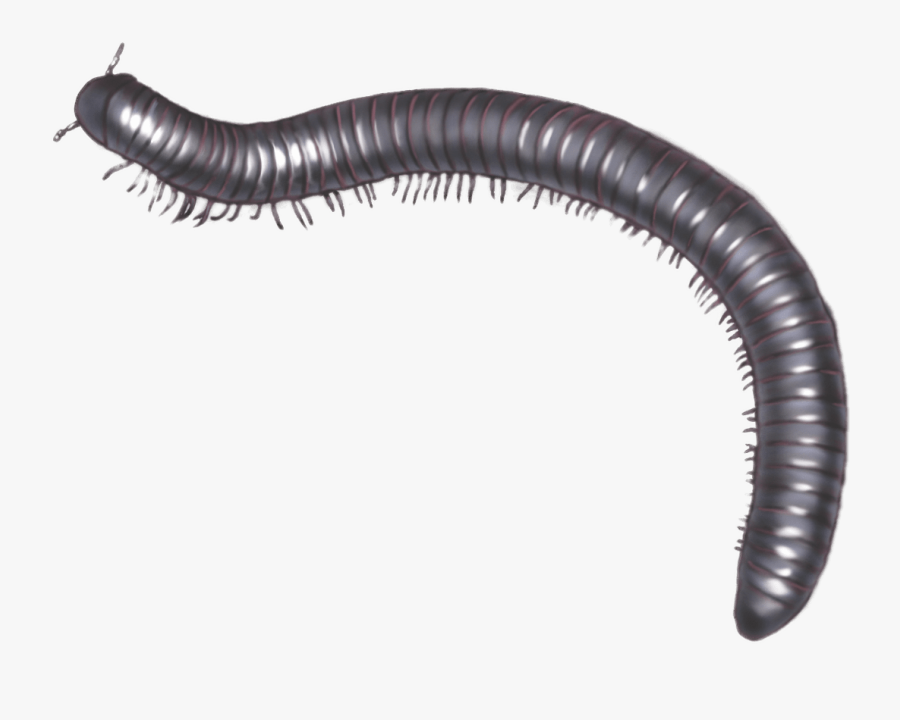 Millipede Illustration - Millipede Facts , Free Transparent Clipart