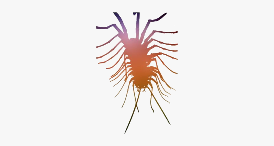 Centipede Png Transparent Images - Invertebrate, Transparent Clipart
