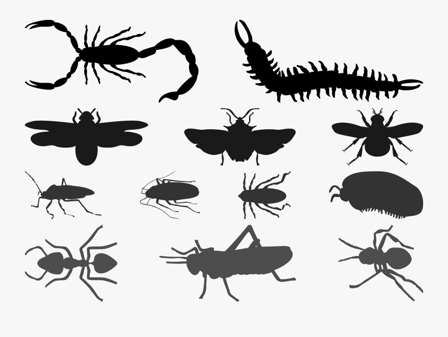Beetle Cockroach Silhouette Butterfly - Silhouette, Transparent Clipart