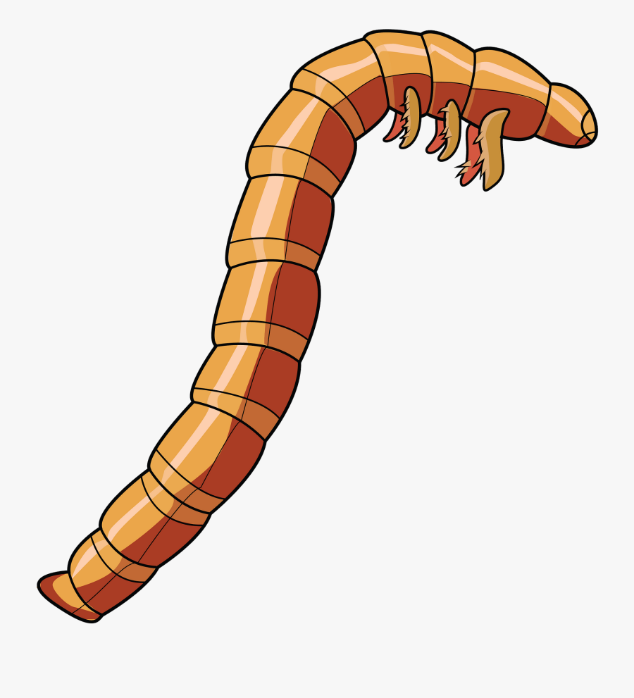 Zophobas Morio, Transparent Clipart