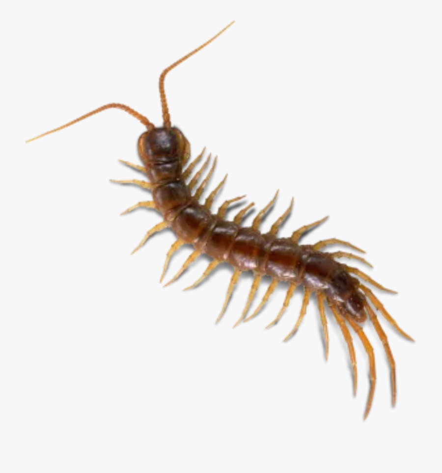 #bugs #bug #insect #cute #creepy #gross #gothic #horror - Millipedes, Transparent Clipart
