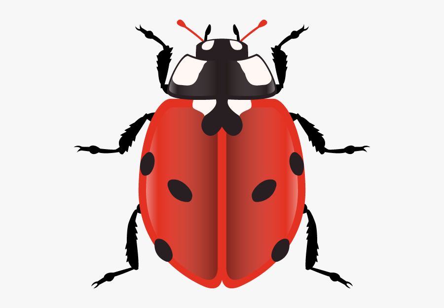 Сколько Ног У Божьей Коровки, Transparent Clipart