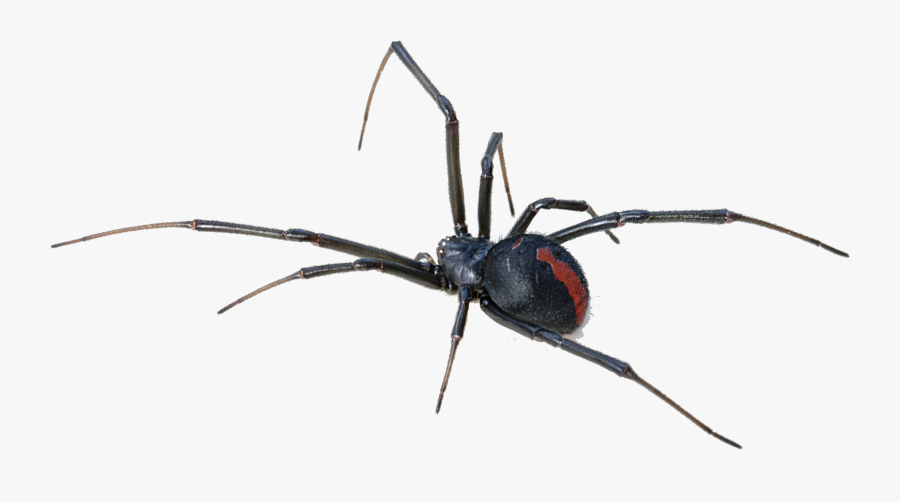 #bugs #bug #insect #cute #creepy #gross #gothic #horror - Black Widow Spider Transparent Background, Transparent Clipart
