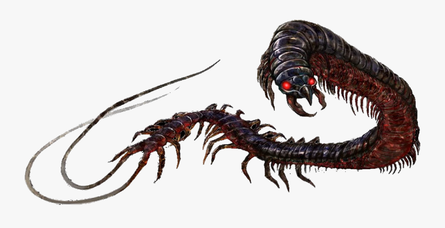 Chain Worm - Giant Whiptail Centipede, Transparent Clipart