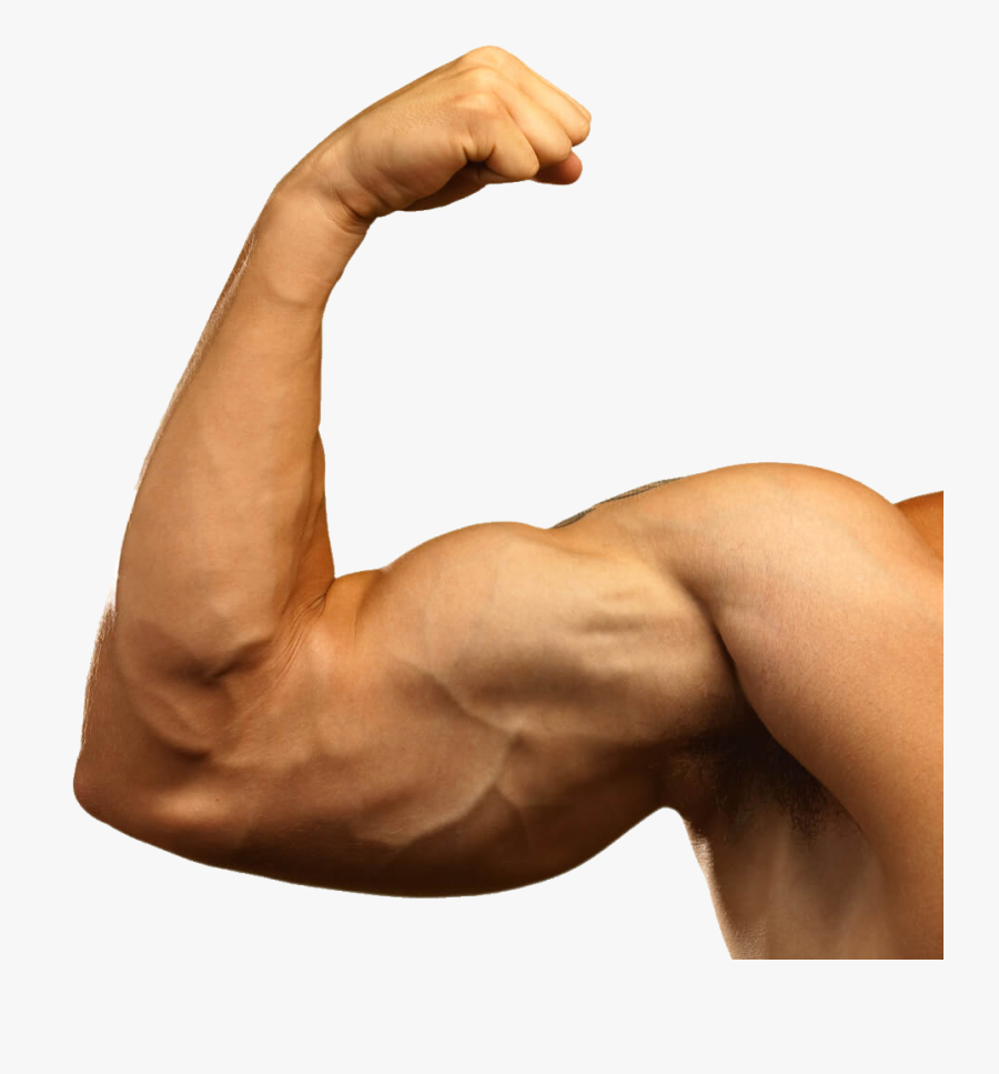 Muscle Png Image - Big Arm Muscles, Transparent Clipart