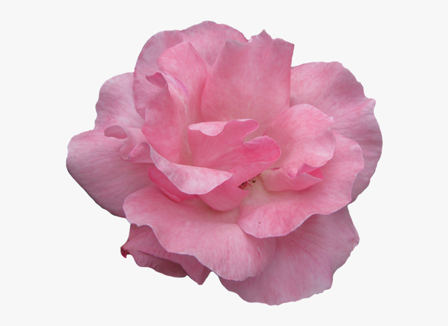 Rose Pink Clipart Transparent Background Free On Png - Clip Art, Transparent Clipart