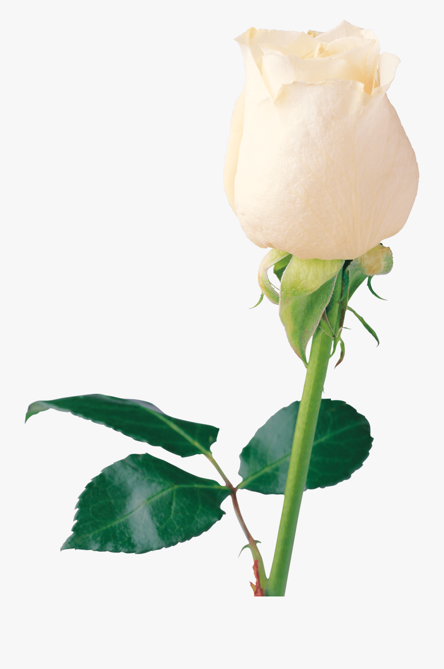 White Rose Png Transparent Images - White Rose Png Transparent, Transparent Clipart