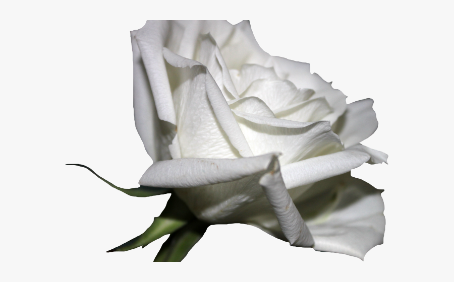 White Rose Clipart Transparent Background - Portable Network Graphics, Transparent Clipart