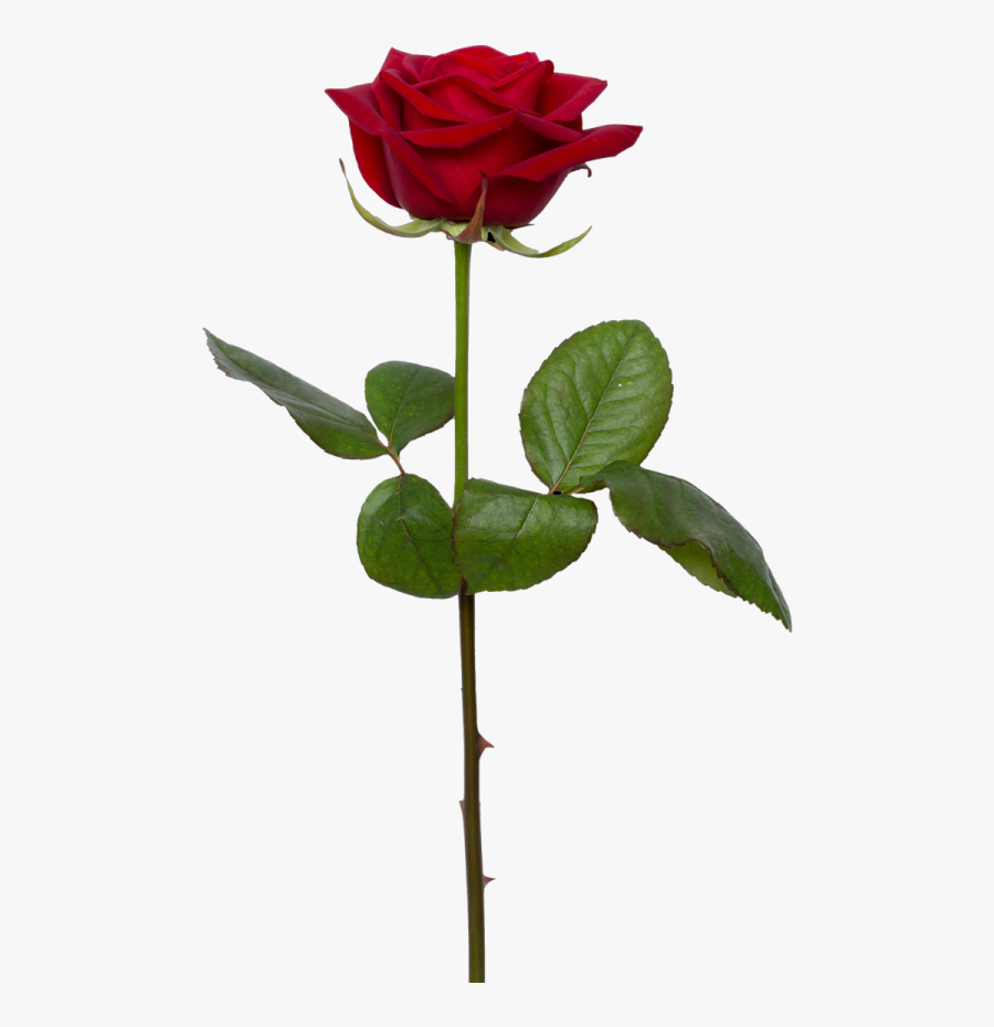 Single Rose Png - Transparent Background Rose Png, Transparent Clipart