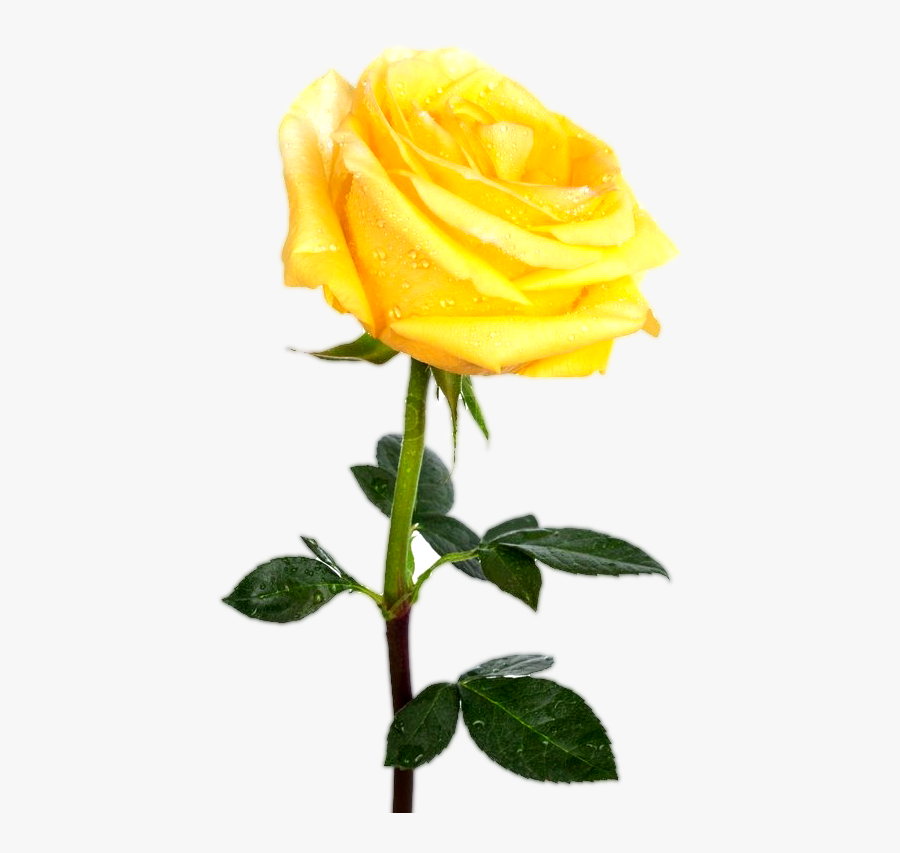 Yellw Rose Png Transparent Images Free Gallery - Transparent Background Yellow Rose Png, Transparent Clipart