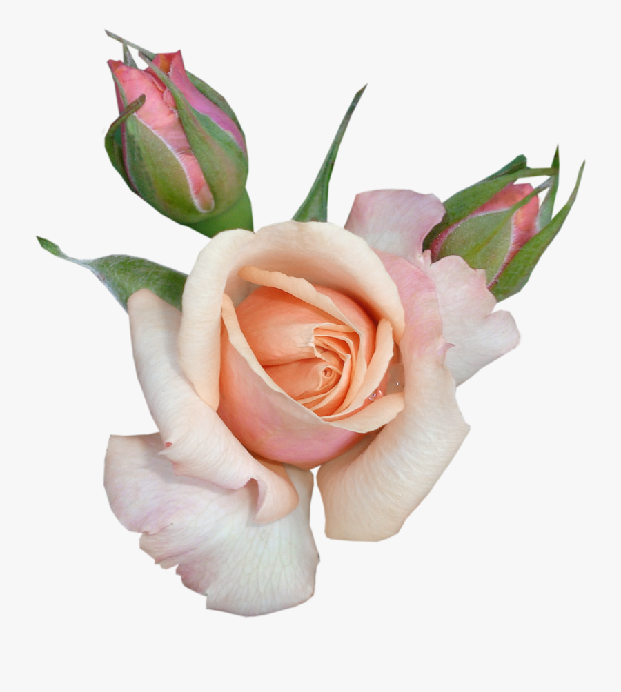 Transparent Rose With Buds Transparent Background - Beautiful Flowers On Transparent Background, Transparent Clipart