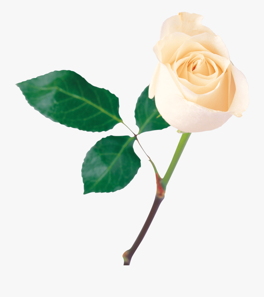White Rose Png Transparent Background - Transparent Background Rose Png, Transparent Clipart