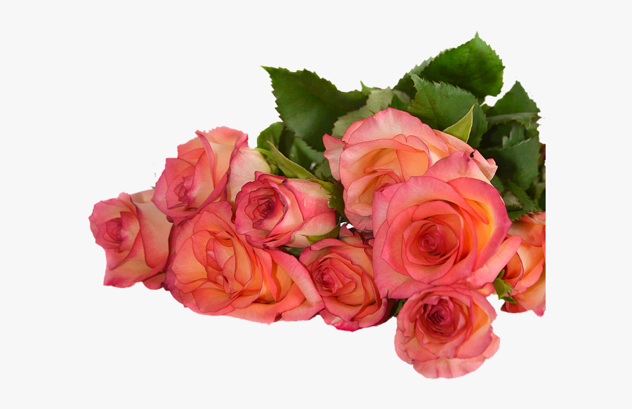 Rose, Flowers, Nature, Transparent Background - Rose Flowers Transparent Background, Transparent Clipart