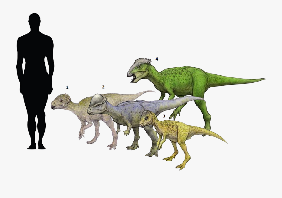 Clip Art Chaoyangsaurus Youngi Tylocephale - Chaoyangsaurus, Transparent Clipart