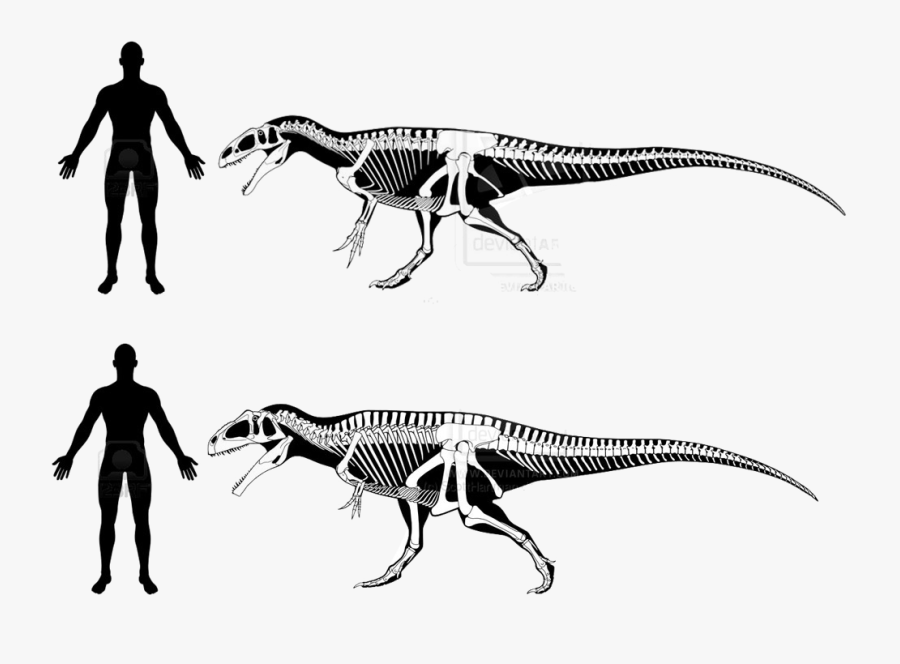 Theropod Png Clipart - Cuanto Mide Tiranosaurio Rex, Transparent Clipart