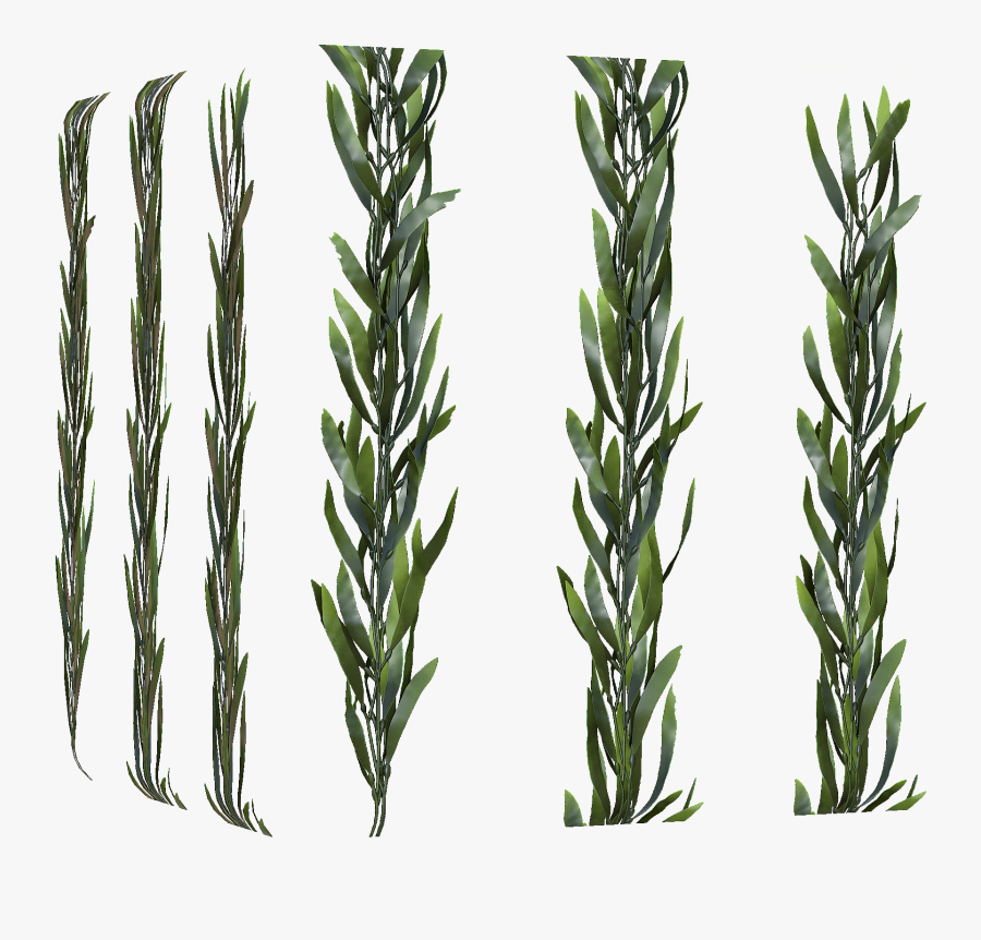 Kelp Forest Sea Otter Seaweed Seabed - Seaweed Seabed Png, Transparent Clipart