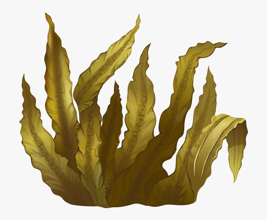 Kelp Seaweed Algae Deep-sea Tangles - Brown Algae Extract Png, Transparent Clipart