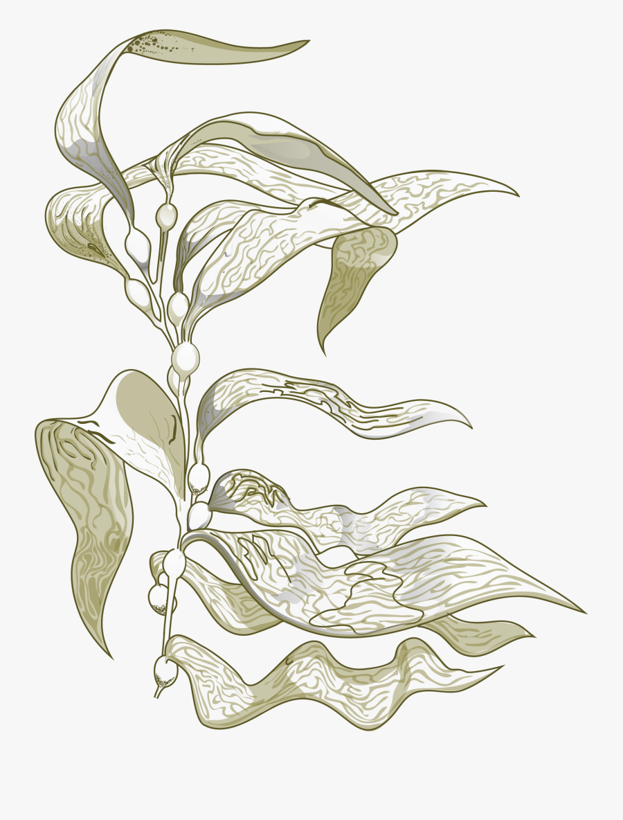 Transparent Kelp Clipart - Sea Kelp Drawing, Transparent Clipart