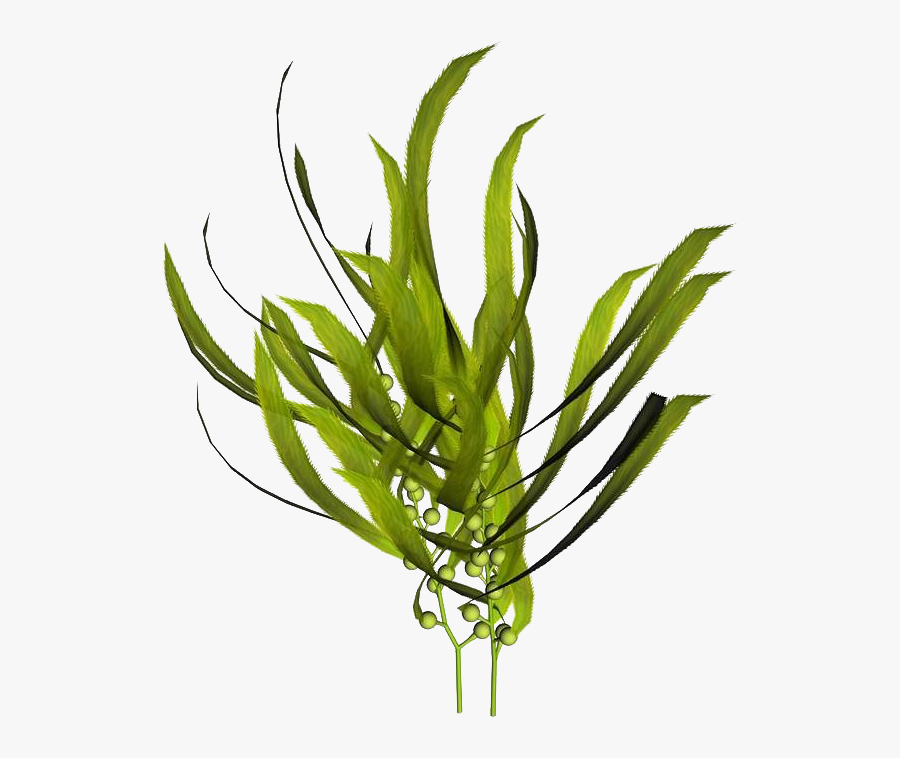 Macrocystis Pyrifera Kelp Seaweed Mineral - Benefits Of Seaweed Hair, Transparent Clipart