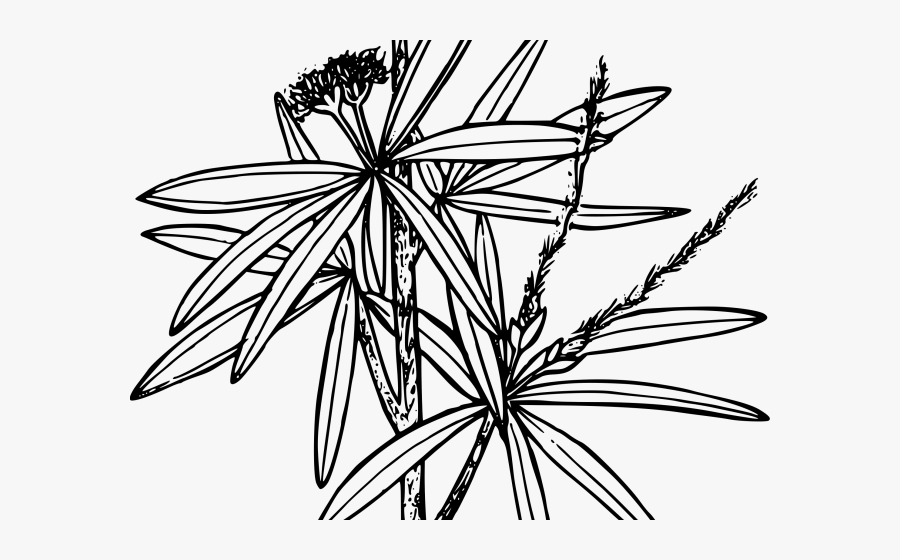 Curl Clipart Leaf - Curly Leaf Mountain Mahogany Drawing, Transparent Clipart