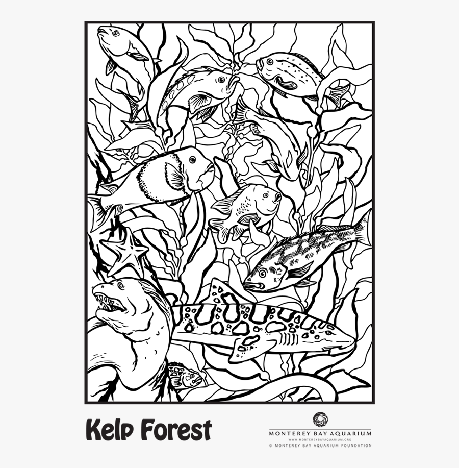 Coral Clipart Kelp - Coloring Book, Transparent Clipart