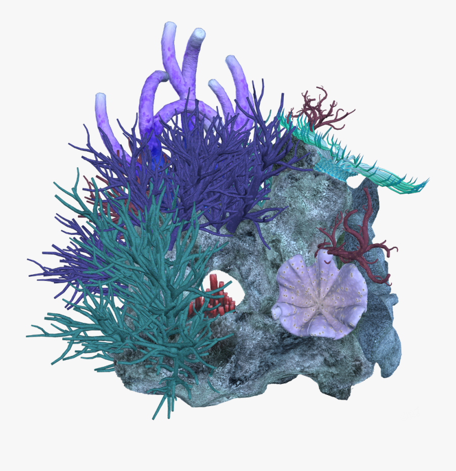 #coral #anemone #kelp #seaweed #sealife #terrieasterly - Transparent Coral Png, Transparent Clipart