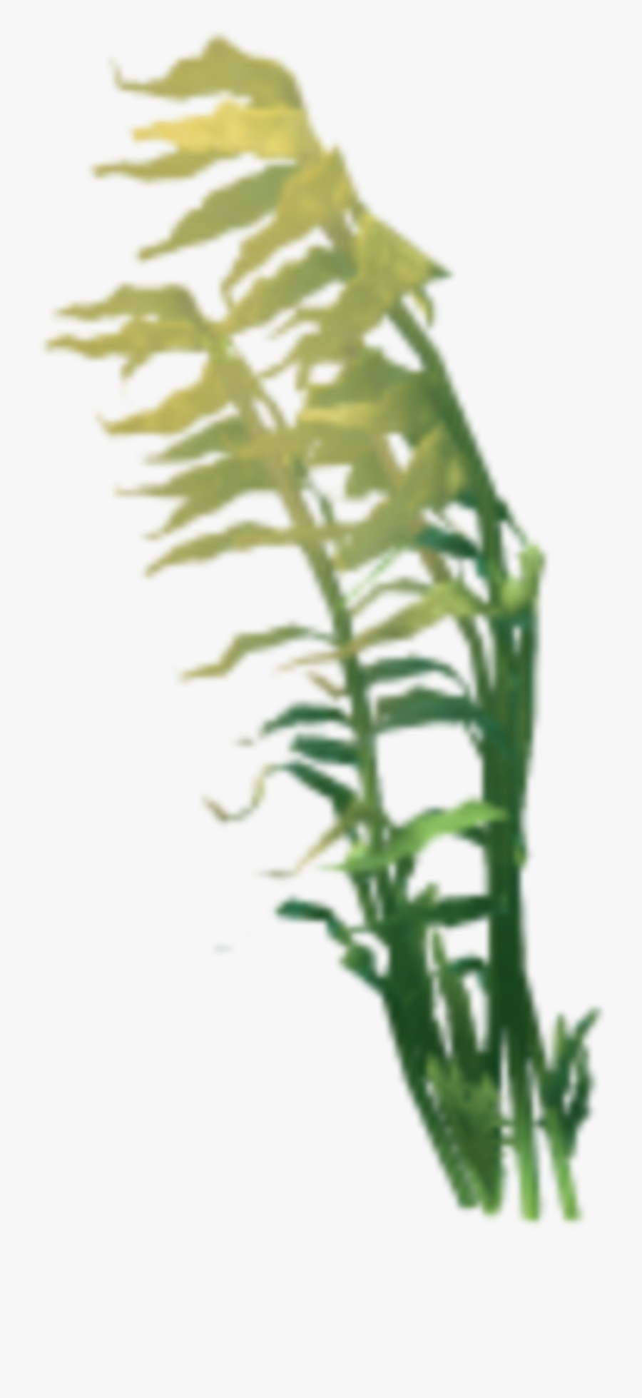 #coral #anemone #kelp #seaweed #sealife #terrieasterly - Seaweed Png, Transparent Clipart