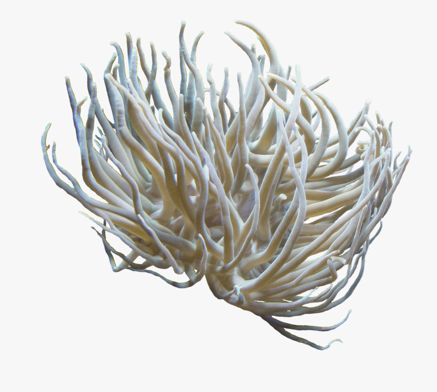#coral #anemone #kelp #seaweed #sealife #terrieasterly - Sea Anemone Transparent Background, Transparent Clipart