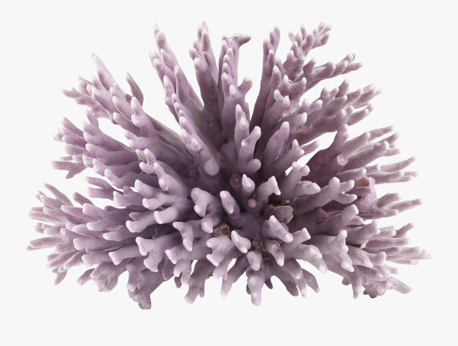 #coral #anemone #kelp #seaweed #sealife #terrieasterly - Coral, Transparent Clipart