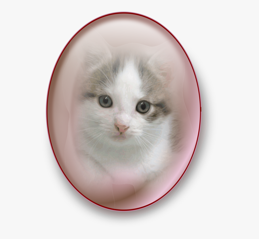 Domestic Short Haired Cat,norwegian Forest Cat,eye - Calico Kitten, Transparent Clipart