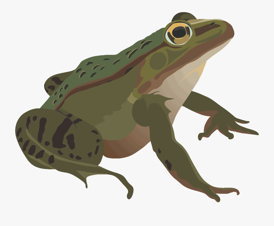 Northern Leopard Frog, Transparent Clipart