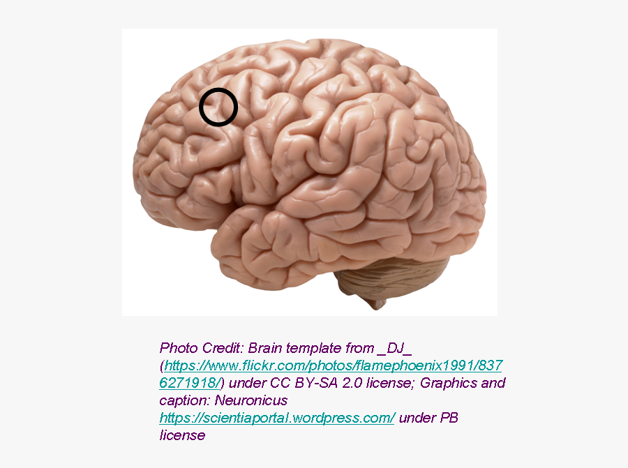 Fmri The Science Portal - Human Brain White Background, Transparent Clipart