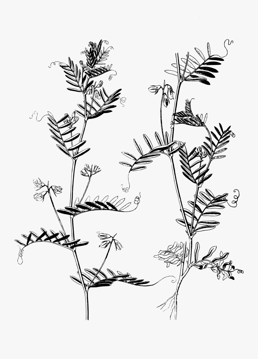 Lentil Plant Drawing, Transparent Clipart