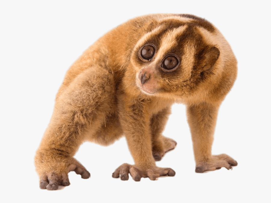 Slow Loris - Slow Loris Transparent Background, Transparent Clipart