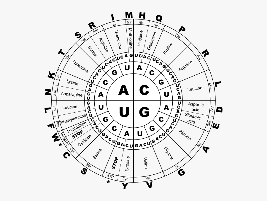 Rna Genetic Code, Transparent Clipart