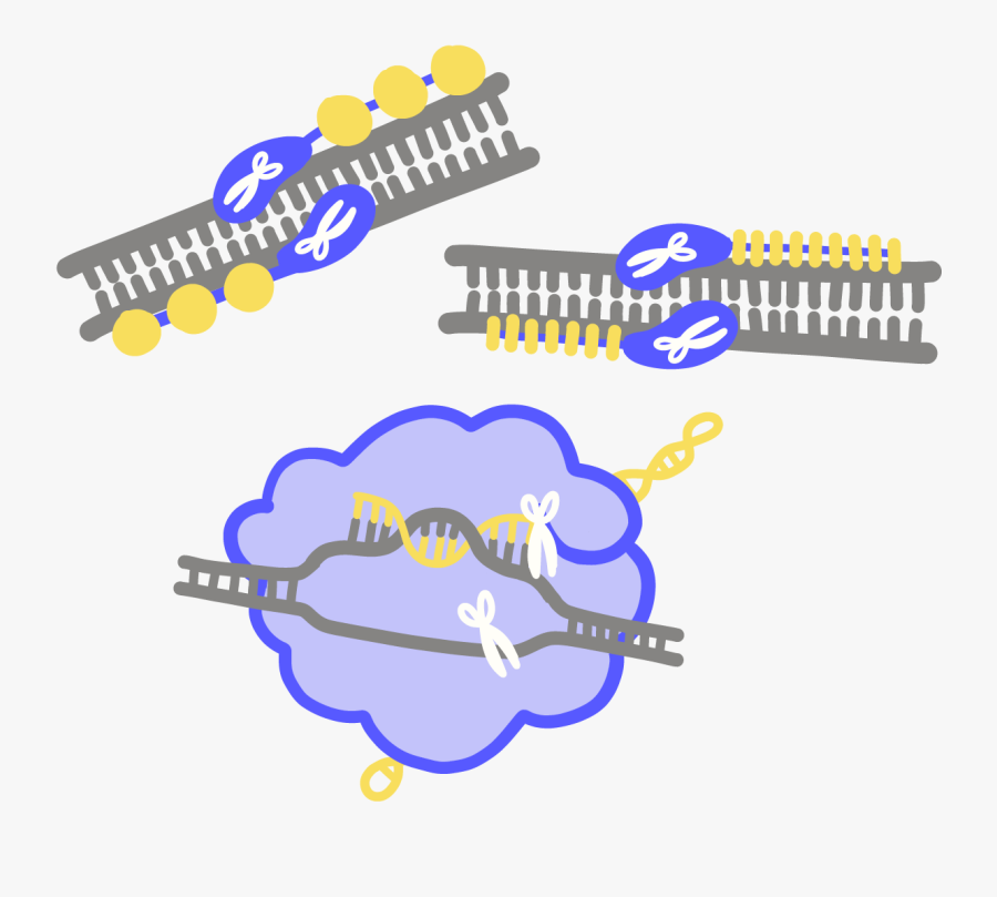 Genome Editing, Transparent Clipart