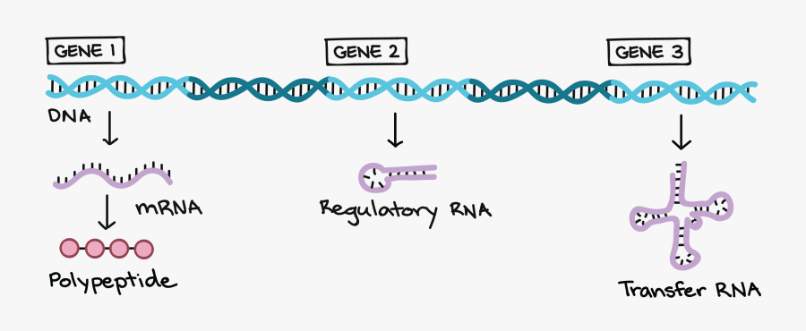 Dna Structure Clipart Genetic Trait - Genes Located In Dna, Transparent Clipart