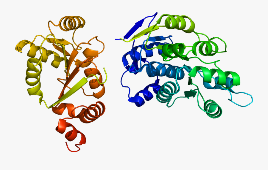 Protein Ddx3y Pdb 2i4i - Ddx3x, Transparent Clipart