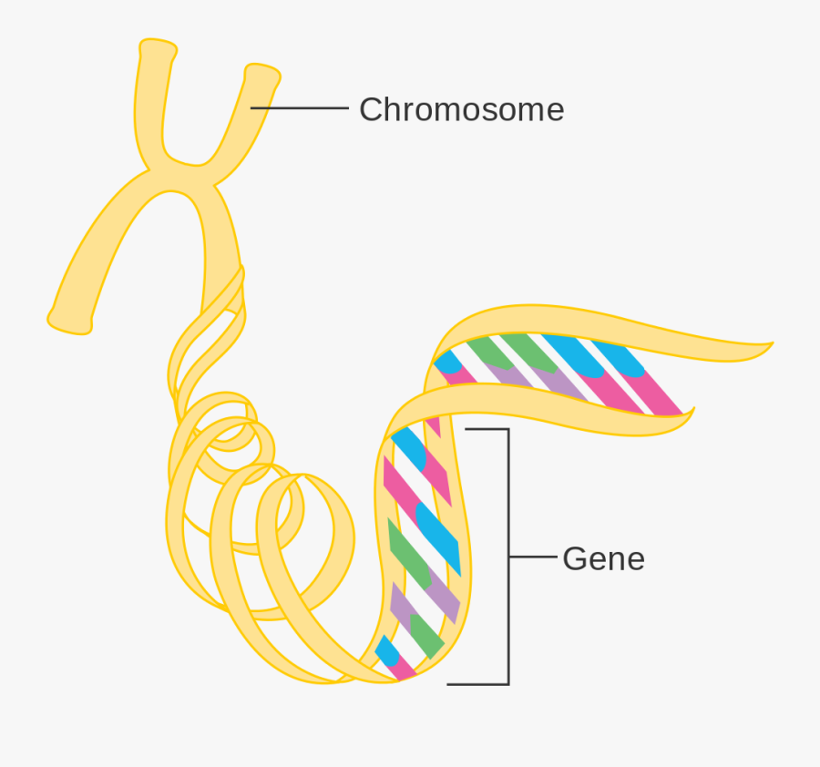 Gene Chromosome Png, Transparent Clipart