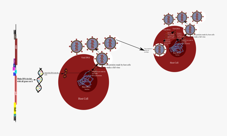 Gene Clipart, Transparent Clipart