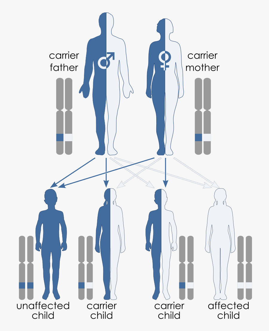 Aromatase Deficiency Signs, Transparent Clipart