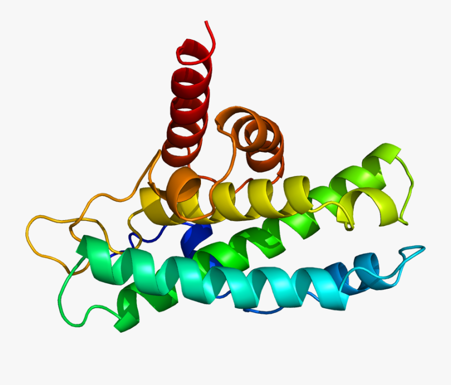 Retinoblastoma Protein Structure, Transparent Clipart